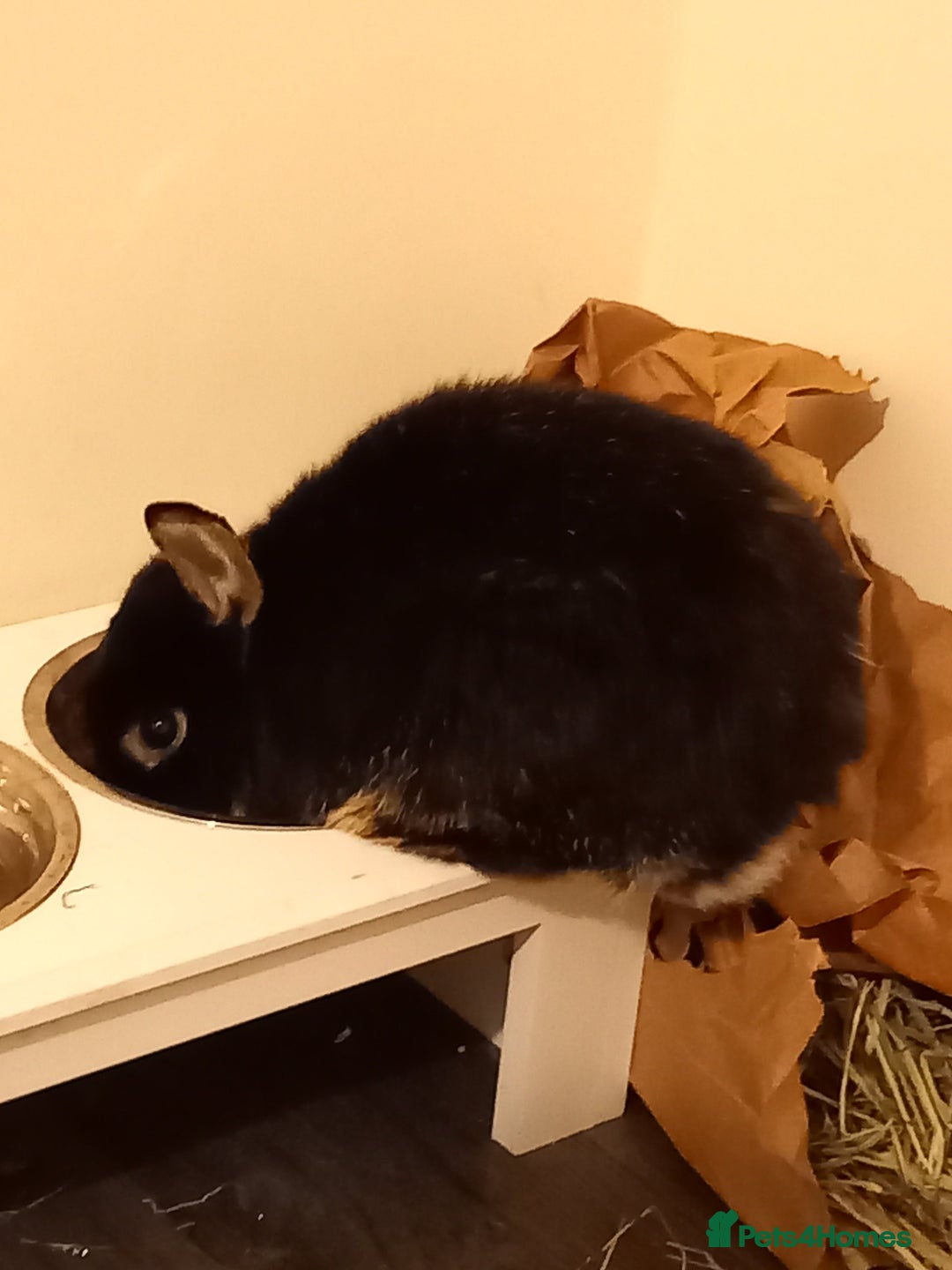 Mixed Breed rabbits for sale: Bonded pair looking for retirement home - Advert 7