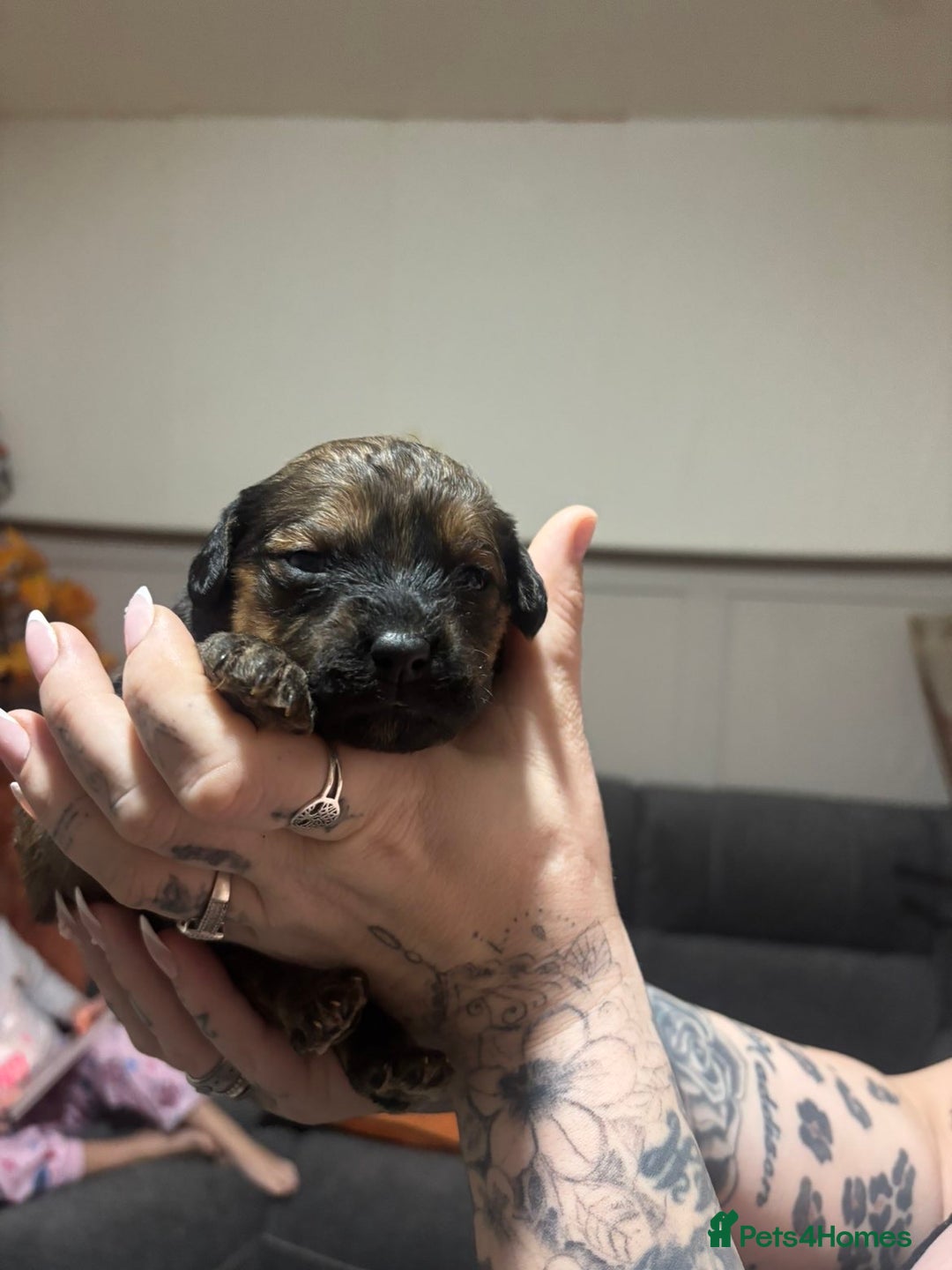Mixed Breed dogs for sale: Rottweiler cross puppies - Advert 16