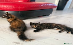 Maine Coon cats for sale: 2 GIRLS LEFT Purebred Maine Coon Kittens Blackburn - Image 15