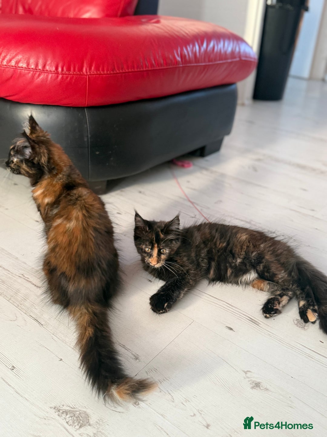 Maine Coon cats for sale: 2 GIRLS LEFT Purebred Maine Coon Kittens Blackburn - Image 15