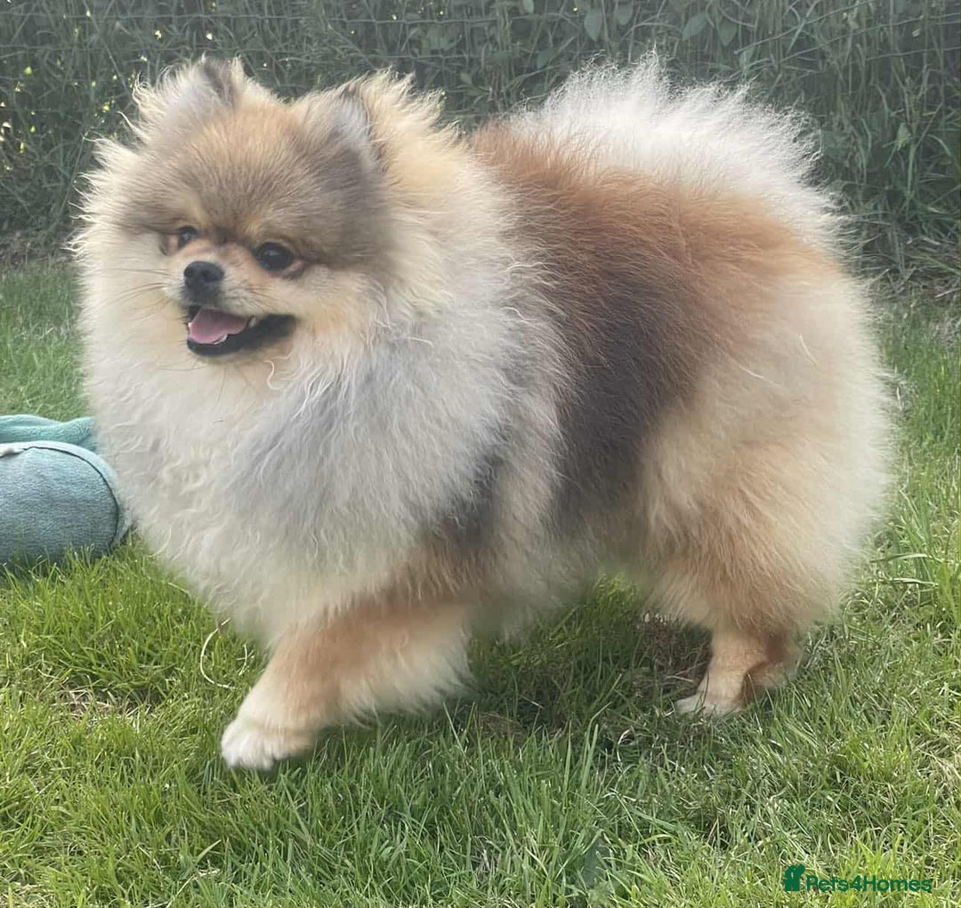 Pomeranian dogs for sale: EXTRA SMALL POMERANIAN GIRLS - Image 2