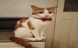 Mixed Breed cats for sale: 3 Gorgeous Kittens - Image 17