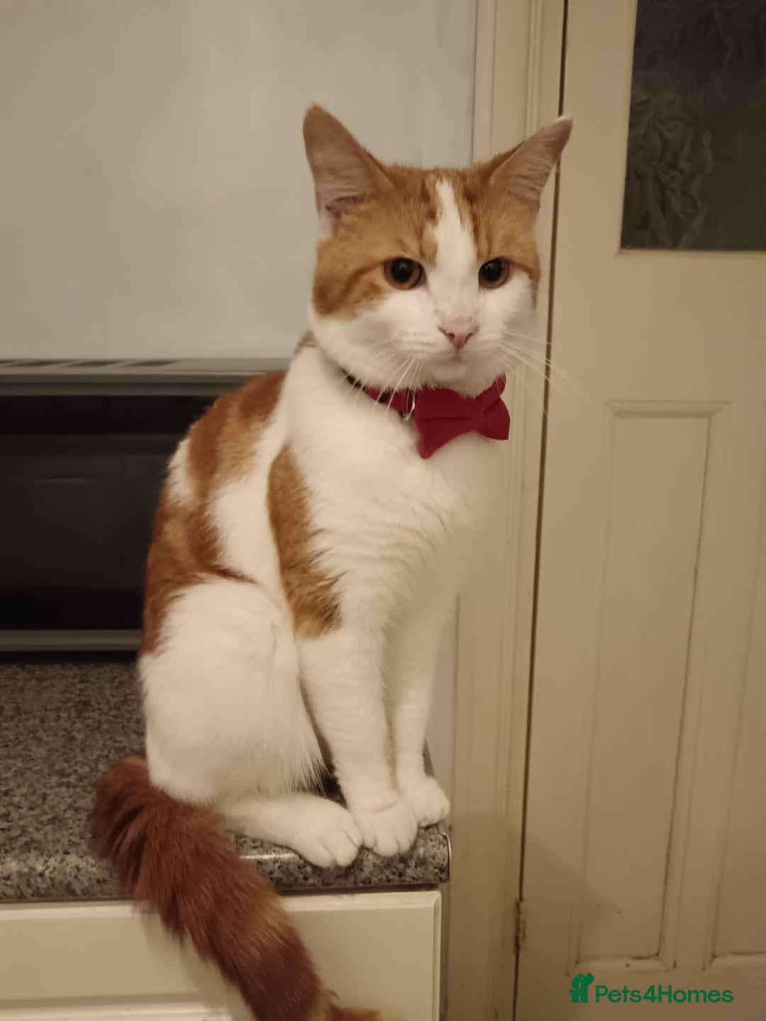 Mixed Breed cats for sale: 3 Gorgeous Kittens - Image 17