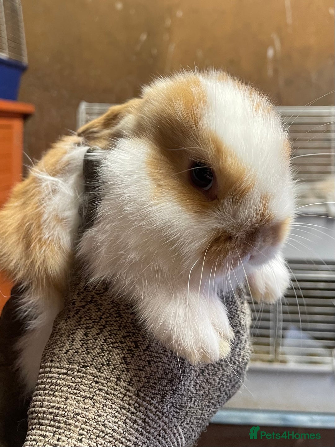 Mini Lop rabbits for sale: Extra Special Mini Lop Babies Bunnies  - Advert 8