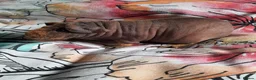 Guinea Pig rodents for sale: Skinny pigs and guinea pig babies - Advert 4