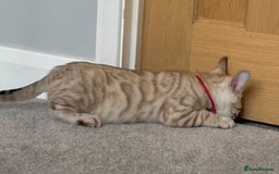Bengal cats for sale: ❤️Outstanding Silver Mink❤️ Female Bengal TICA Reg - Image 9
