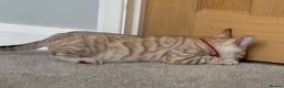 Bengal cats for sale: ❤️Outstanding Silver Mink❤️ Female Bengal TICA Reg - Advert 1