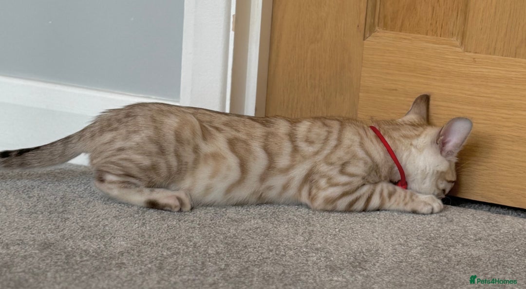 Bengal cats for sale: ❤️Outstanding Silver Mink❤️ Female Bengal TICA Reg - Image 9