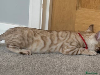 Bengal cats ❤️Outstanding Silver Mink❤️ Female Bengal TICA Reg - Advert 1