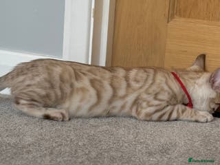 Bengal cats ❤️Outstanding Silver Mink❤️ Female Bengal TICA Reg - Advert 9