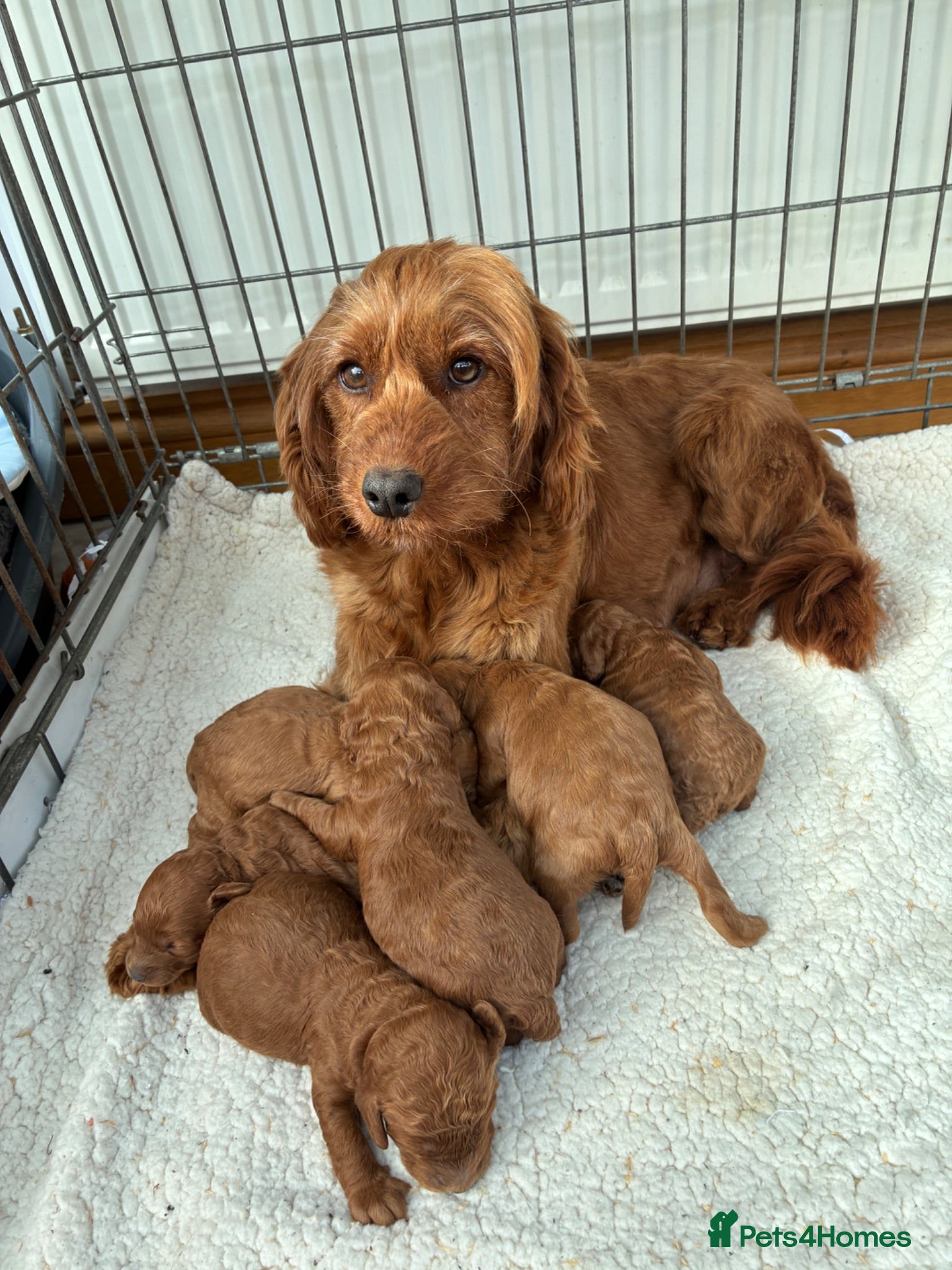 Cockapoo dogs F1b Cockapoo Puppies Available  - Advert 1