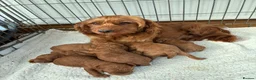 Cockapoo dogs for sale: F1b Cockapoo Puppies Available  - Advert 1