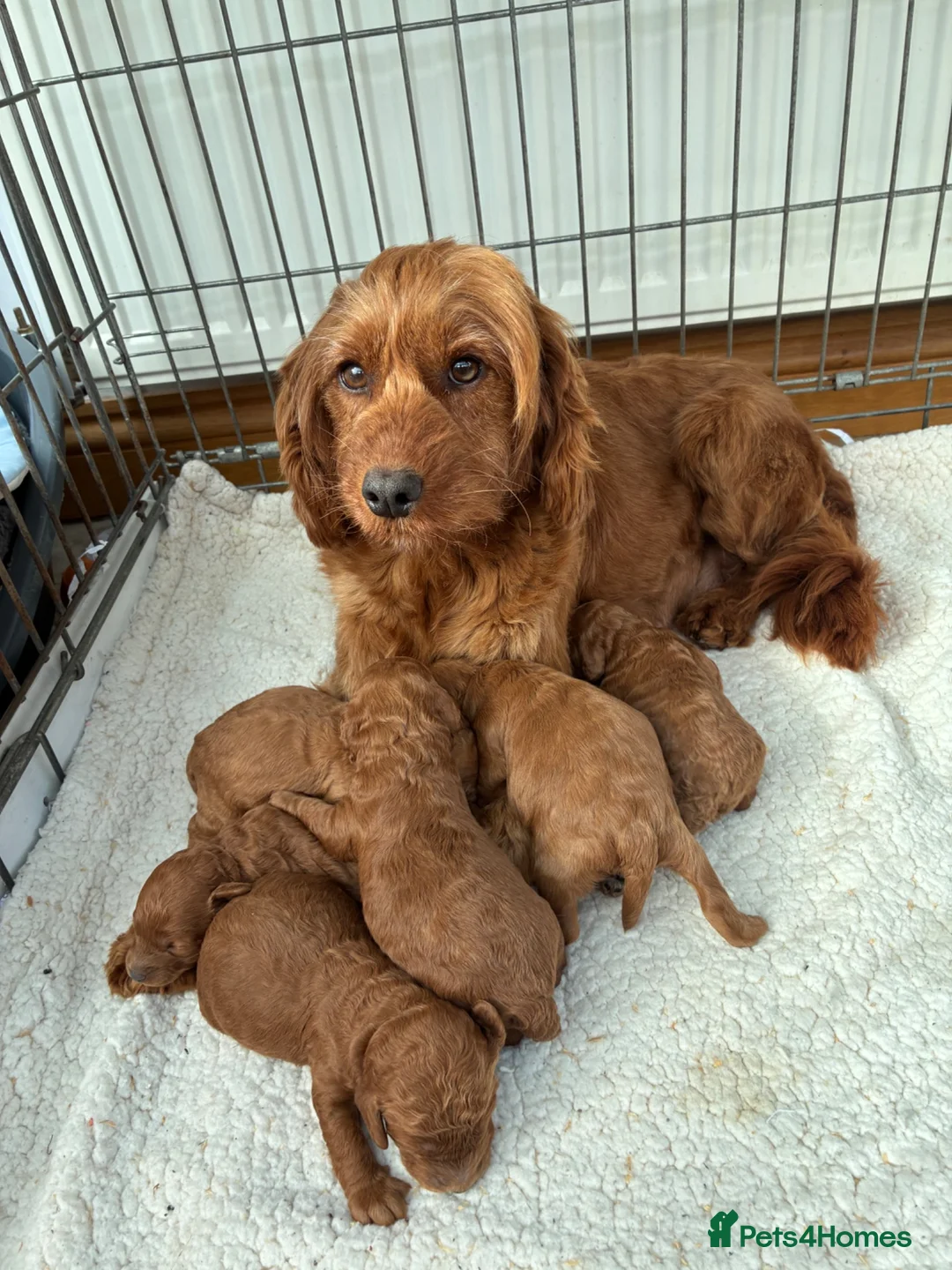 Cockapoo dogs for sale: F1b Cockapoo Puppies Available  - Advert 1