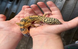 Leopard Gecko reptiles for sale: Leo the Leopard Gecko. Black Night/Mack Snow - Image 1