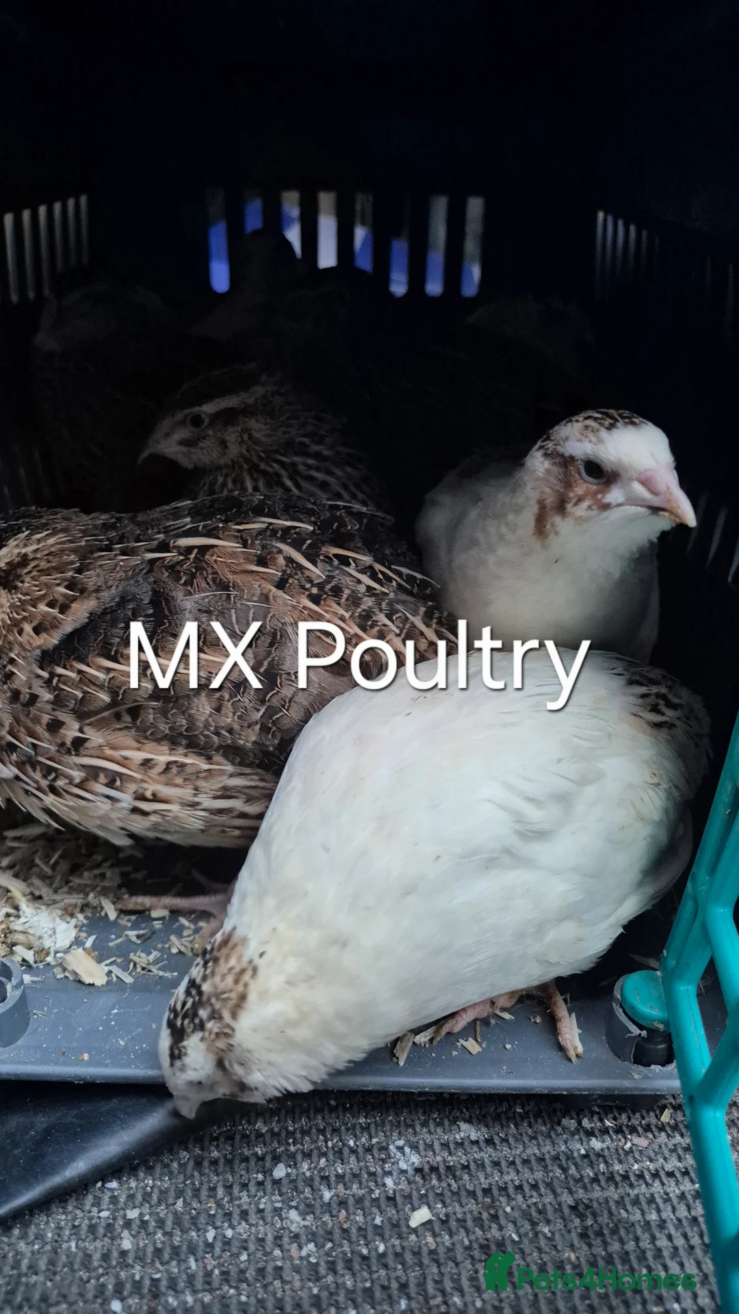 Quail poultry for sale: Jumbo & Celadon Quail Chicks & Hens - Advert 1