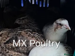 Quail poultry Jumbo & Celadon Quail Chicks & Hens - Advert 18