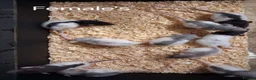 Rat rodents for sale: Baby Dumbo Rat's Male's & Female's - Advert 9