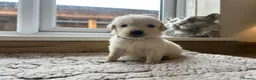 Golden Retriever dogs for sale: Our beautiful golden retriever pups - Advert 35