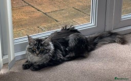 Maine Coon cats for sale: Maine Coon TICA reg kittens and Persian adult  - Image 17