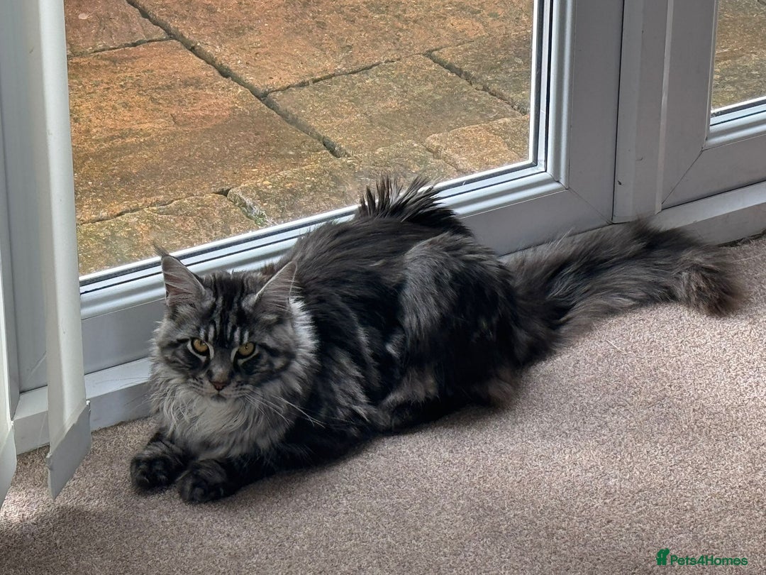 Maine Coon cats for sale: Maine Coon TICA reg kittens and Persian adult  - Image 17