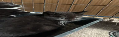 Domestic Shorthair 2