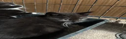 Domestic Shorthair cats for sale: Black and black and white kittens - Advert 2