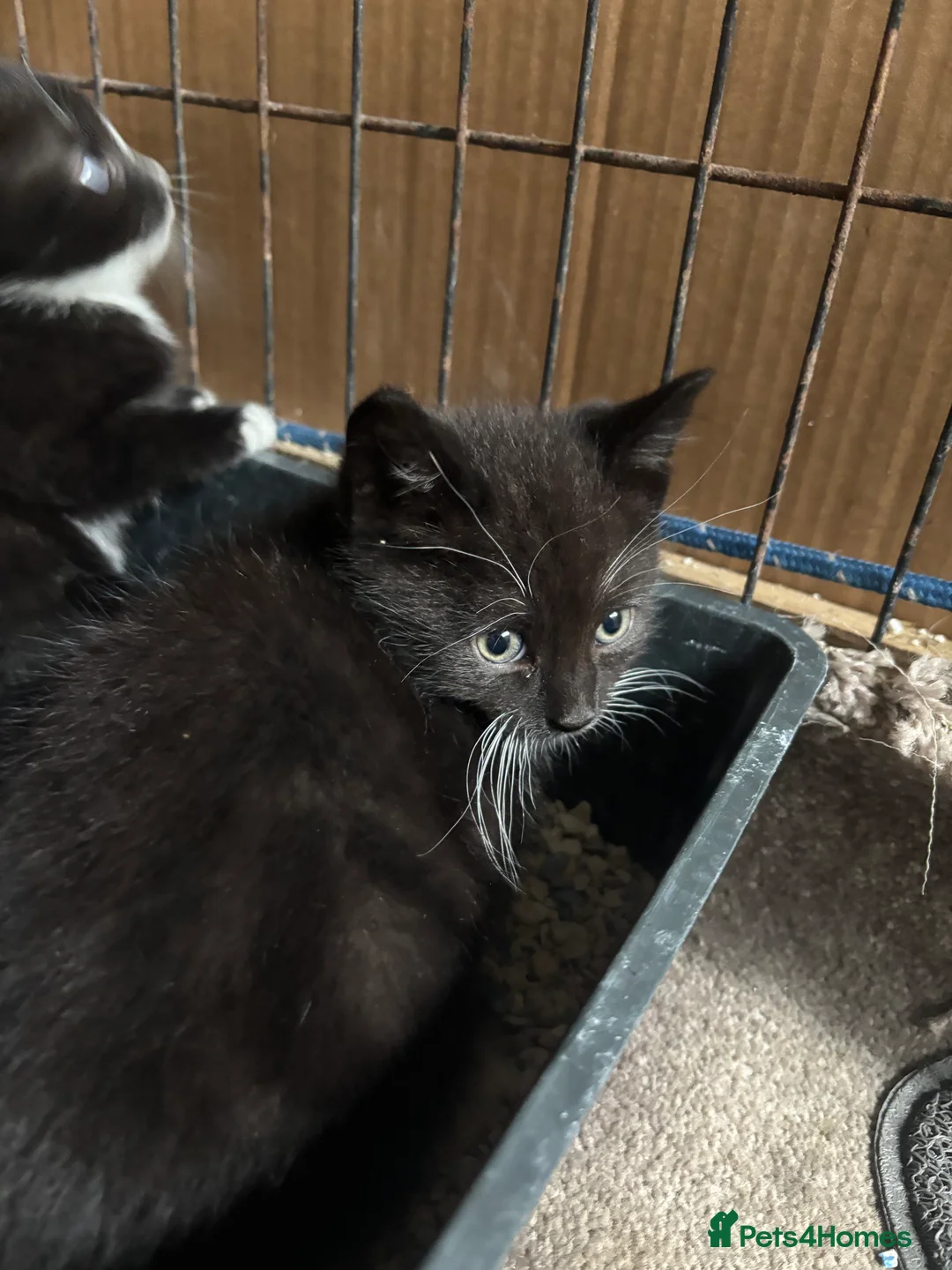 Domestic Shorthair cats for sale: Black and black and white kittens - Advert 2