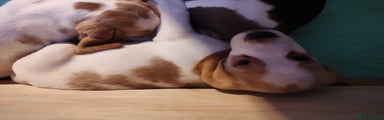 Beagle Puppy 1