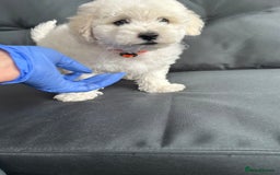 Bichon Frise dogs for sale: Bichon Frise Puppies  - Image 8