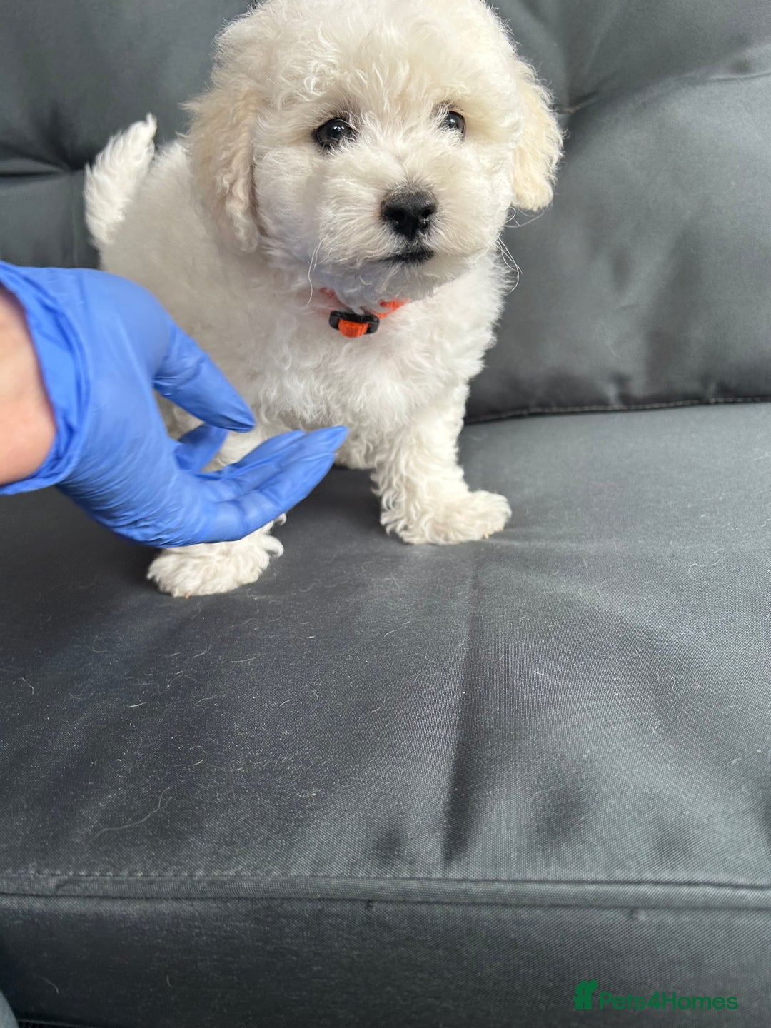 Bichon Frise dogs for sale: Bichon Frise Puppies  - Image 8