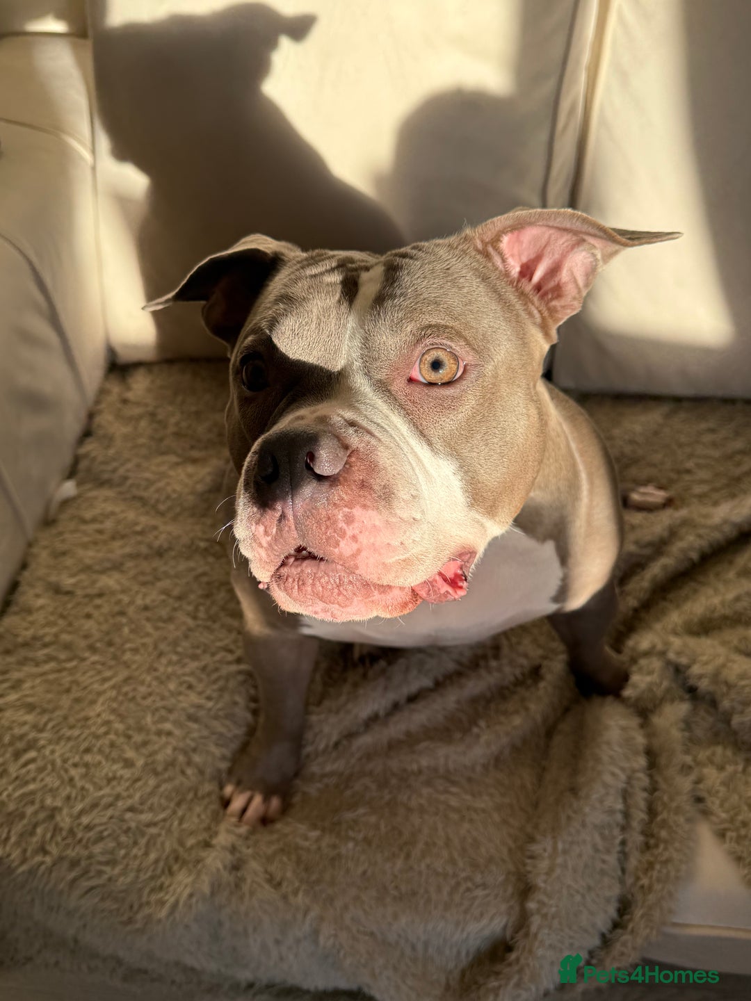 American Bully dogs for sale: Pocket bully  - Advert 2