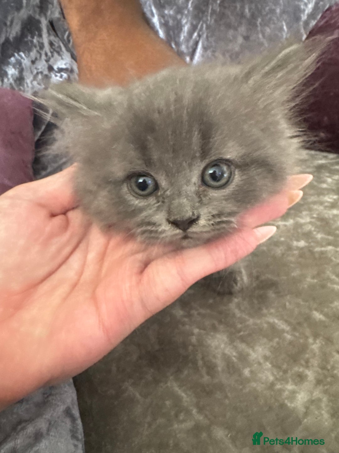 Mixed Breed cats for sale: Ready for forever home  - Image 3