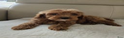 Cavapoo dogs for sale: Cavapoobabiesuk litter has arrived - Advert 8