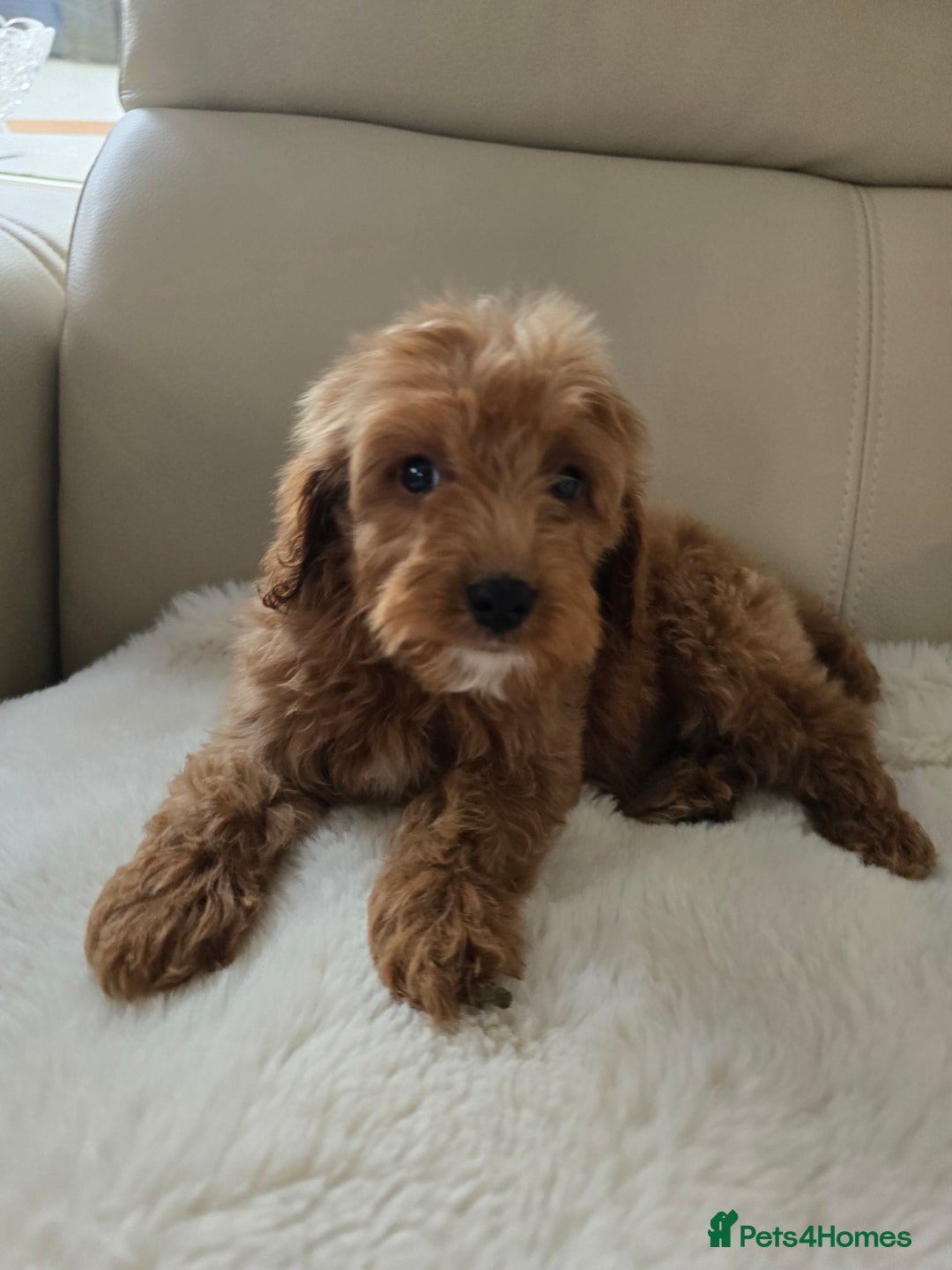 Cavapoo dogs for sale: Cavapoobabiesuk litter has arrived - Advert 8
