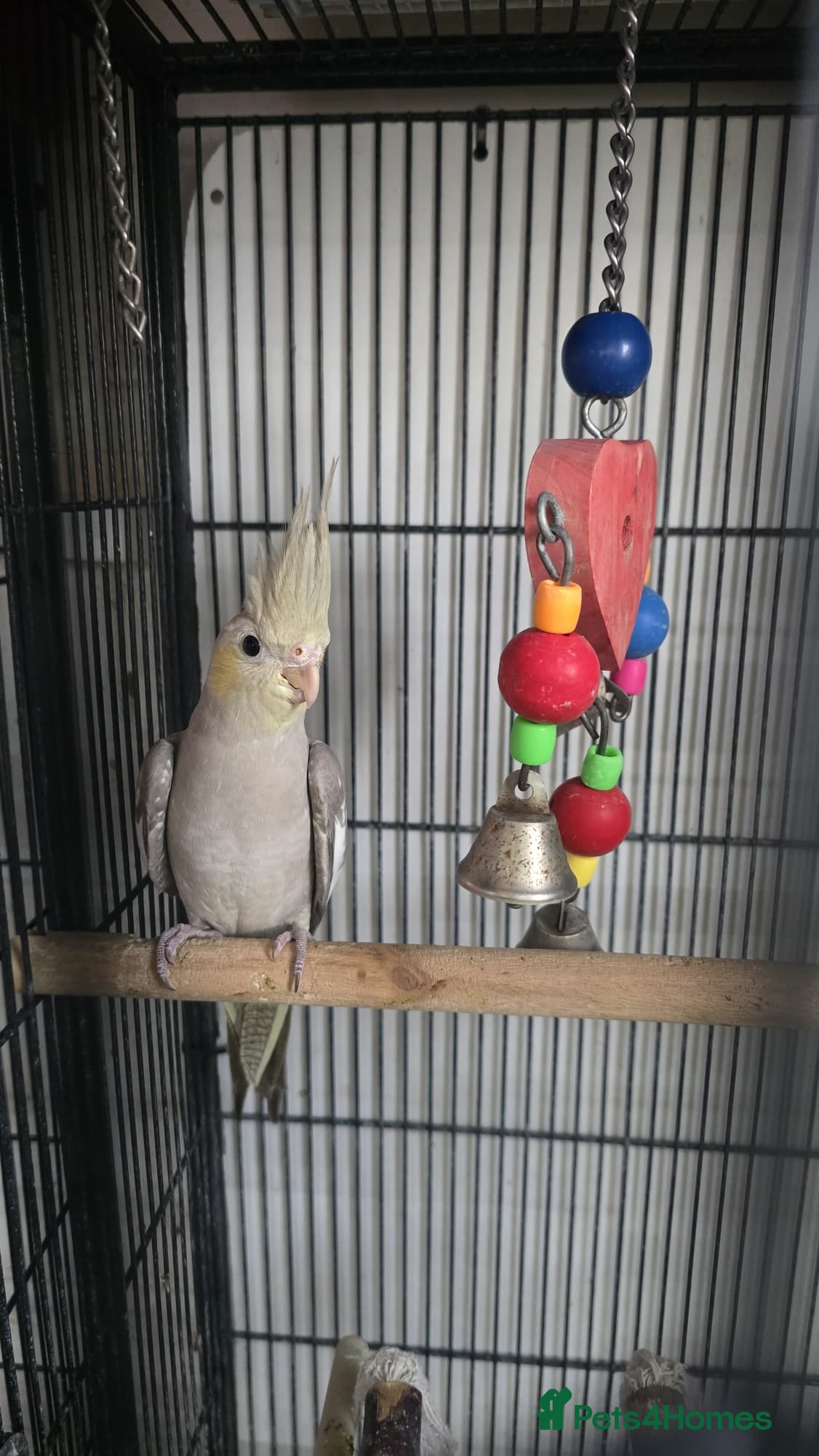 Cockatiels birds Cockatiel - Advert 1