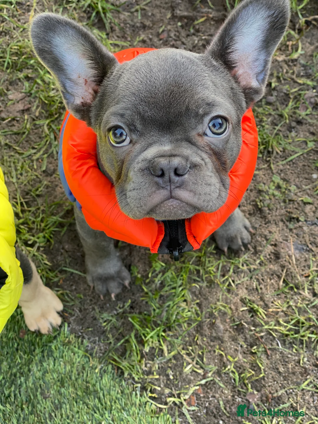 French Bulldog dogs for sale: Gorgeous French bulldog puppies 1 m & 1 f - Advert 14