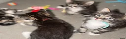 Mixed Breed cats for sale: Kittens for sale - Advert 3