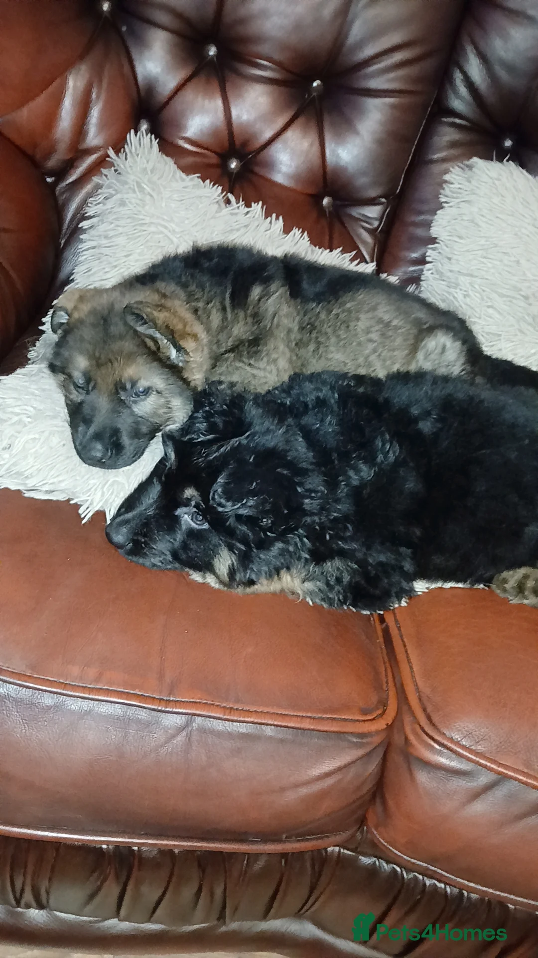German Shepherd dogs for sale: 💥 2 beautiful male German shepherd's 💥 - Advert 1