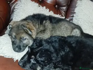German Shepherd dogs 💥 2 beautiful male German shepherd's 💥 - Advert 2