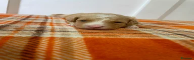 Tan female (nugget)