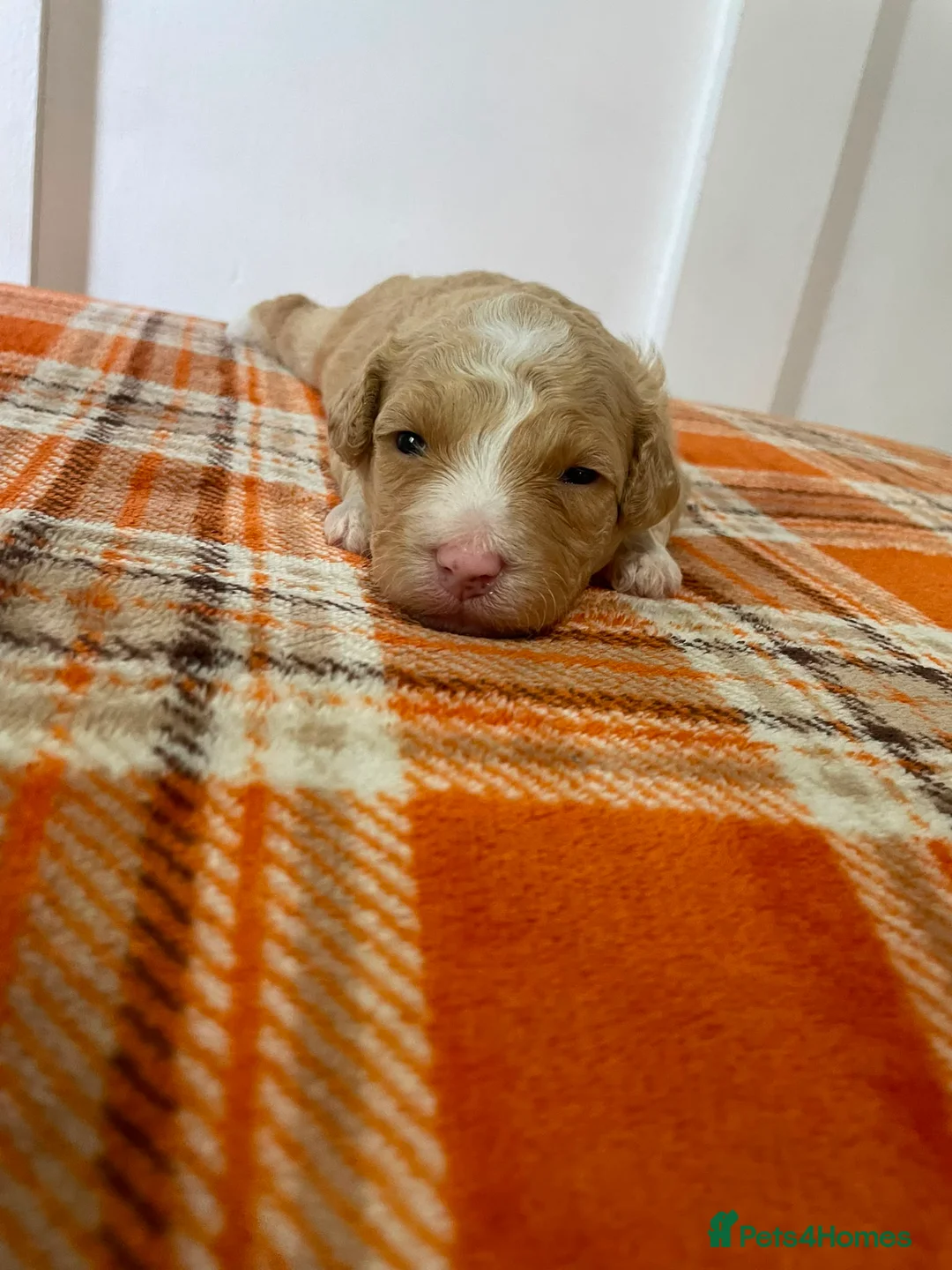 Mixed Breed dogs for sale: 4 beautiful cavapoochon MERLE puppies - Advert 12