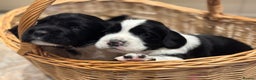 English Springer Spaniel dogs for sale: Beautiful ESS puppies, excellent pedigree  - Advert 14
