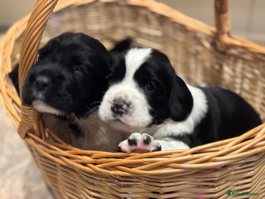 English Springer Spaniel dogs for sale: Beautiful ESS puppies, excellent pedigree  - Advert 14