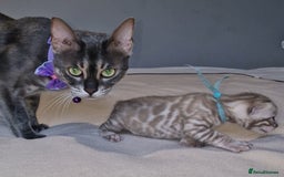 Bengal cats for sale: Pedigree Health Tested TICA Bengal Kittens - Image 19