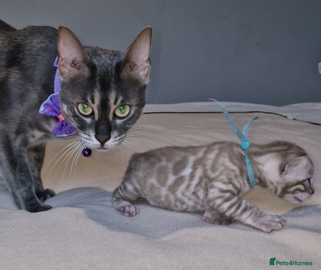 Bengal cats for sale: Pedigree Health Tested TICA Bengal Kittens - Image 19