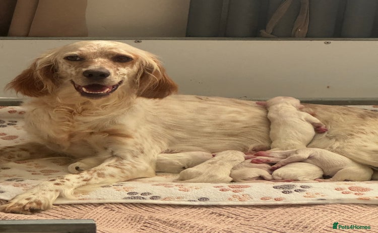 English Setter dogs - Advert 1