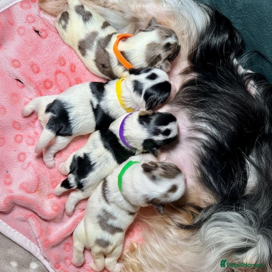 Yorkshire Terrier dogs for sale: Biewer Yorkie Boys | Pedigree | Licensed - Advert 11