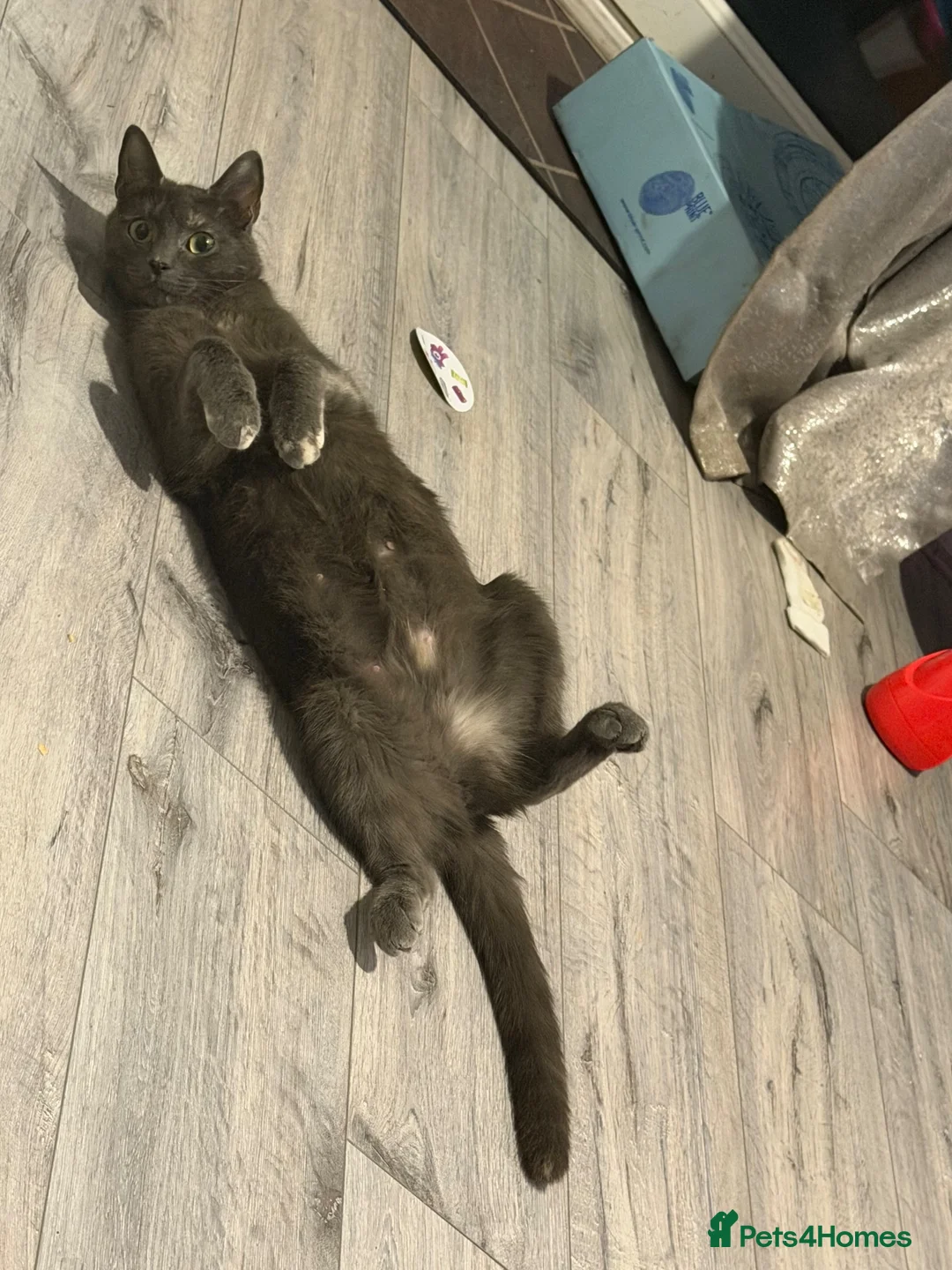 Mixed Breed cats for sale: URGENT REHOME GREY FEMALE - Advert 5