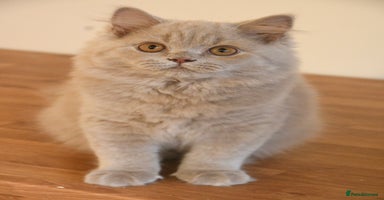 British Shorthair cats - Advert 7