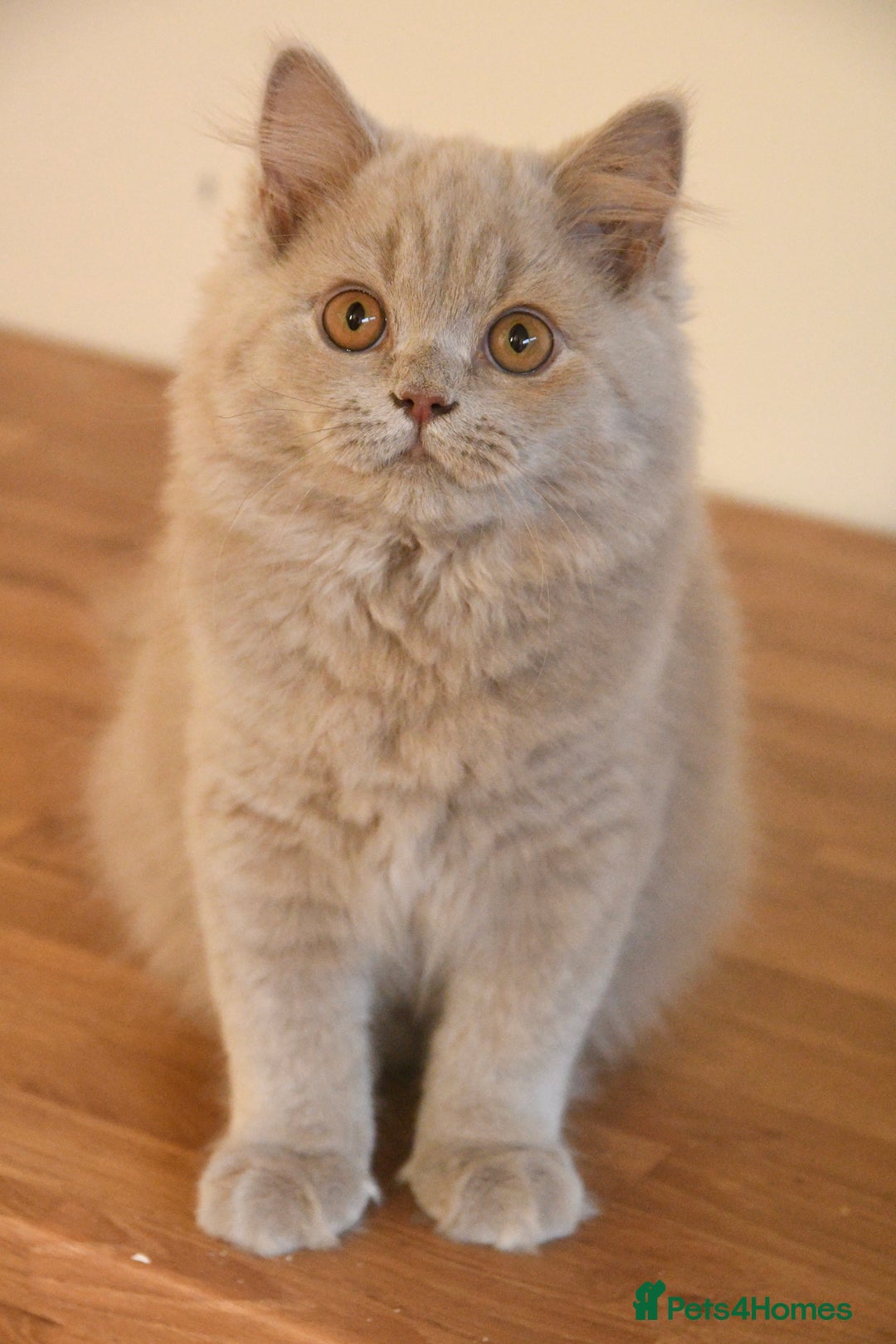 British Shorthair cats for sale: Beautiful GCCF kittens ready now  - Image 2
